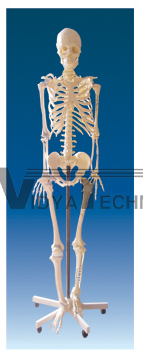 The model of skeleton attach with joint